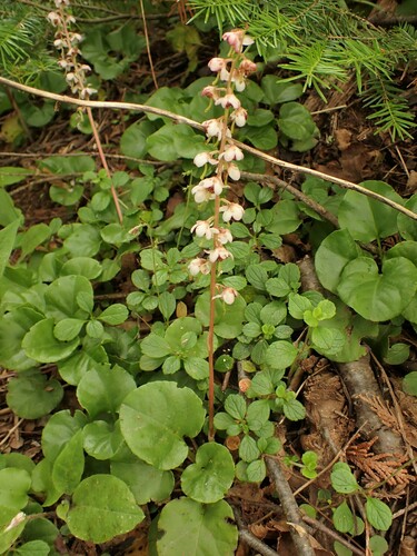 Liverleaf wintergreen (Pyrola asarifolia)