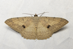 Luxiaria mitorrhaphes