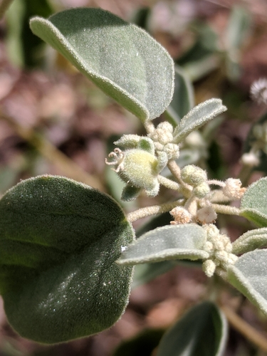 Image of Croton lindheimerianus by (c) Alison Northup, some rights reserved (CC BY)