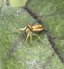 Cosmophasis lami