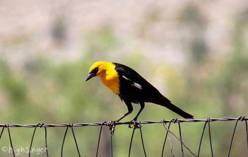 Yellow-headed Blackbird