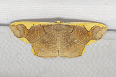 Nothomiza flavicosta