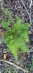 Asplenium adiantum-nigrum solidum
