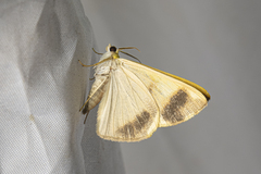 Nothomiza flavicosta