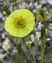Papaver macounii