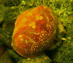 Atergatis integerrimus