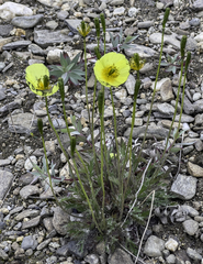Papaver macounii