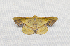 Fascellina plagiata