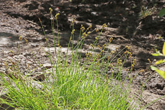 Carex microptera