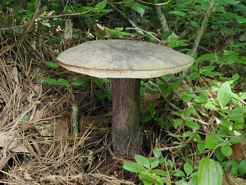 Tylopilus