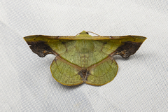 Fascellina plagiata