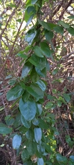 Cynanchum obtusifolium