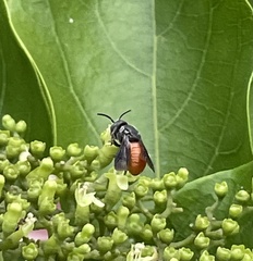 Euaspis polynesia