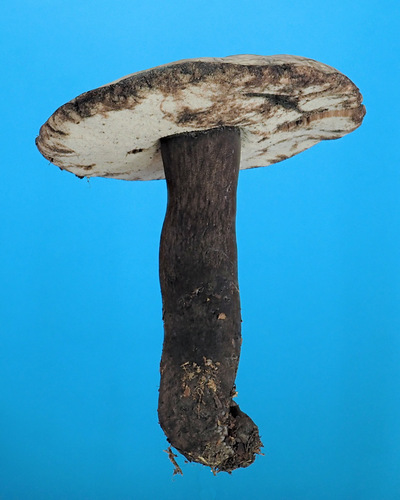 Basidiomycota