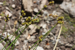 Carex microptera