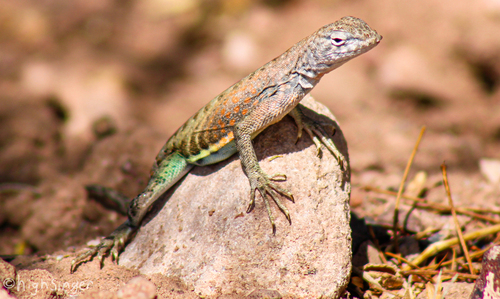 Greater Earless Lizard