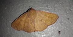 Eulepidotinae