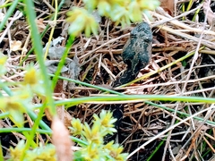 Metlapilcoatlus indomitus