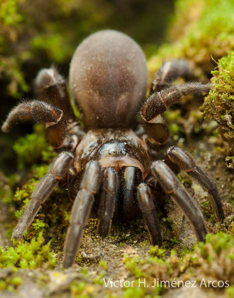 Wafer-lid Trapdoor Spiders