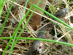 Metlapilcoatlus indomitus