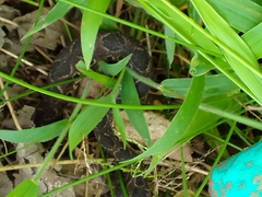 Metlapilcoatlus indomitus
