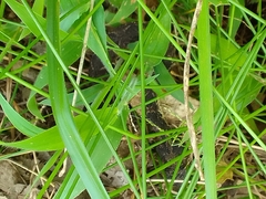 Metlapilcoatlus indomitus