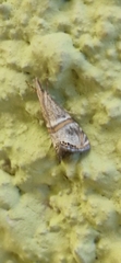 Euchromius superbellus