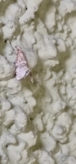 Euchromius superbellus