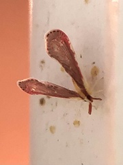 Anotia firebugia
