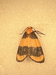 Eudesmia arida