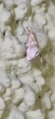 Euchromius superbellus