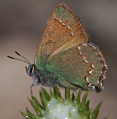 Callophrys affinis