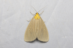 Neochera inops