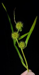 Sparganium androcladum