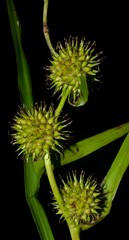 Sparganium androcladum