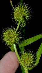 Sparganium androcladum
