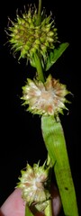 Sparganium androcladum