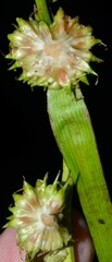 Sparganium androcladum
