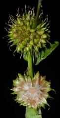 Sparganium androcladum