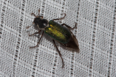 Dichelonyx backii