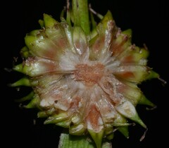 Sparganium androcladum
