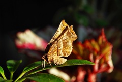 Selenia alciphearia