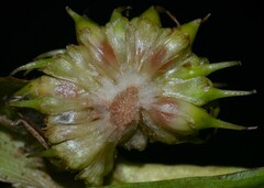 Sparganium androcladum