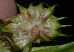 Sparganium androcladum