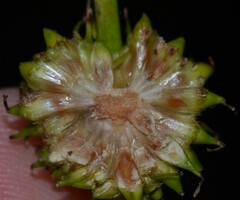 Sparganium androcladum