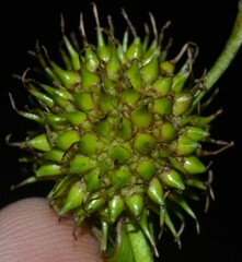 Sparganium androcladum