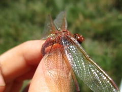 Sympetrum madidum