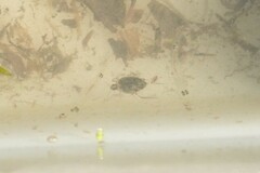 Peltodytes edentulus