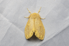 Euproctis quadrangularis