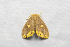 Euproctis quadrangularis